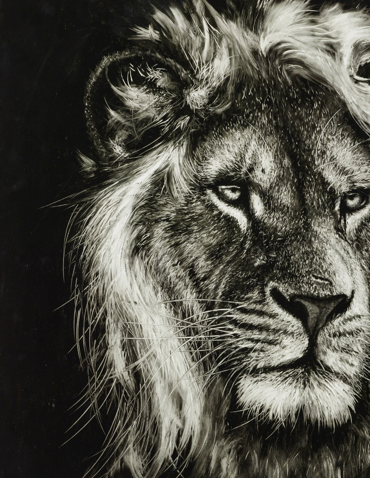 Lion 2