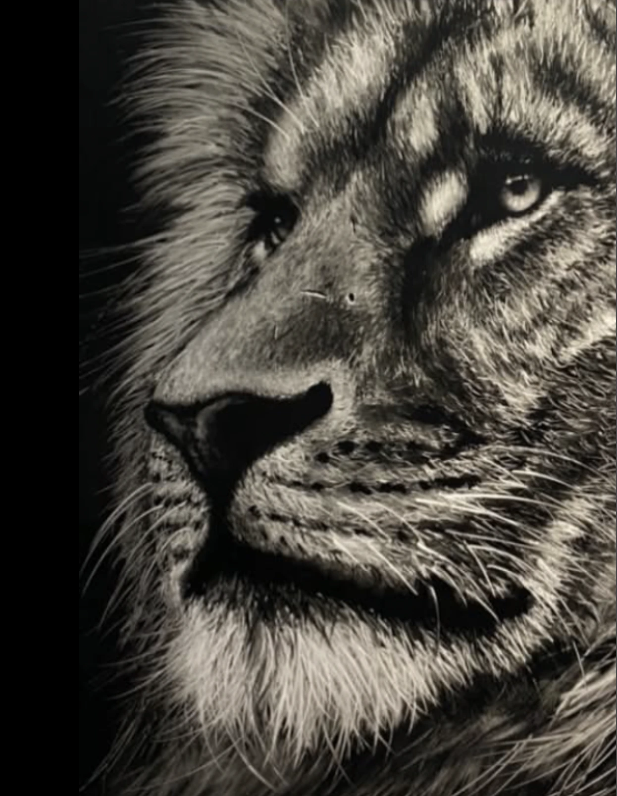 Lion — Arnaud Chapalain