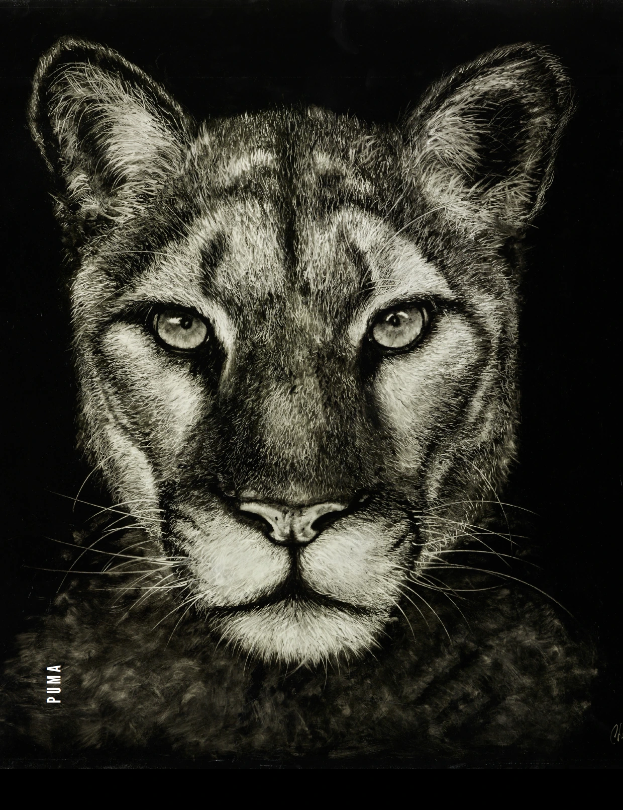 Puma 2