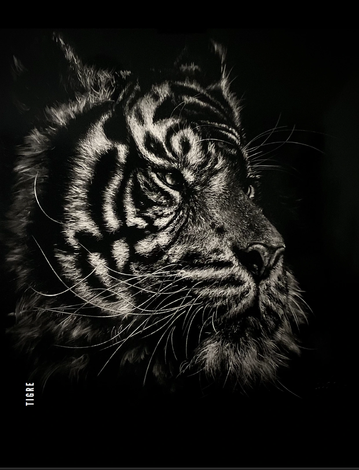 Tigre — Arnaud Chapalain