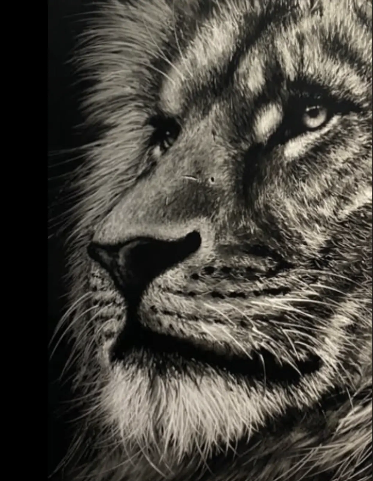 Lion — Arnaud Chapalain